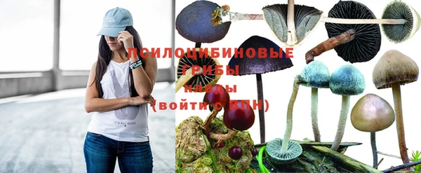 прущие грибы Краснотурьинск